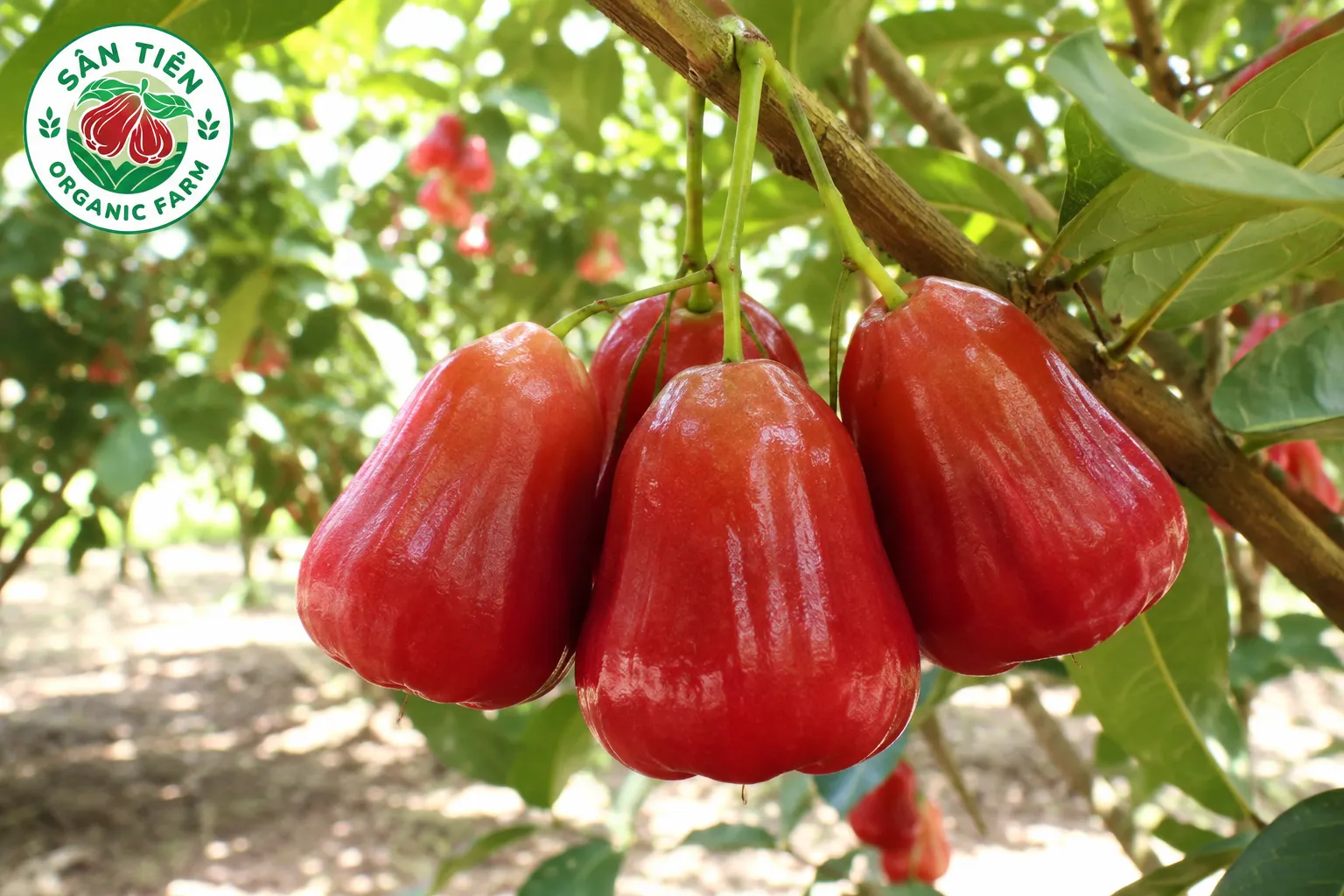 ăn mận sân tiên có nóng không