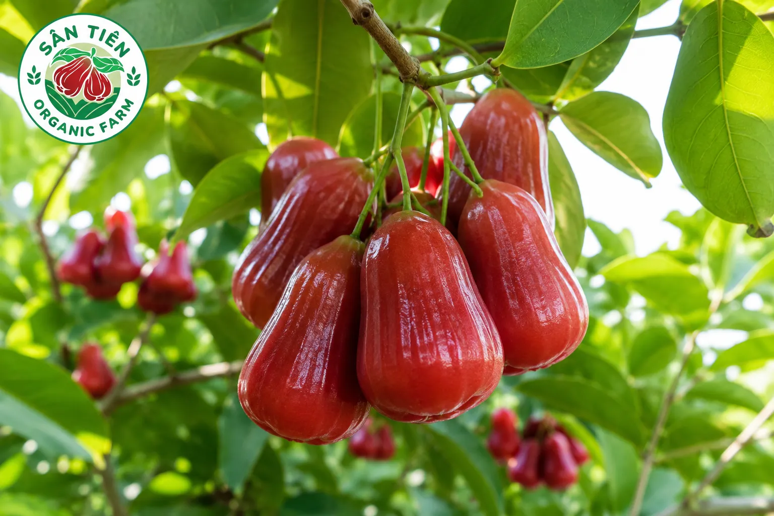 Mận hồng Sân Tiên là loại trái cây có vị ngọt thanh, giòn và dễ ăn Mận hồng Sân Tiên là loại trái cây có vị ngọt thanh, giòn và dễ ăn