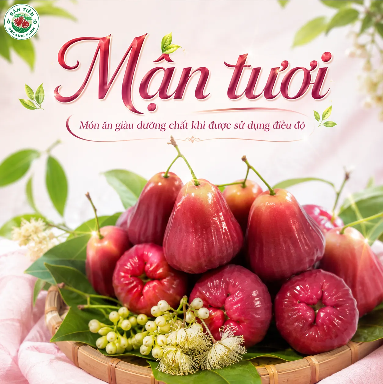 Mận tươi bổ sung vitamin và chất xơ, nhưng cần dùng vừa đủ để cơ thể hấp thụ phù hợp Mận tươi bổ sung vitamin và chất xơ, nhưng cần dùng vừa đủ để cơ thể hấp thụ phù hợp