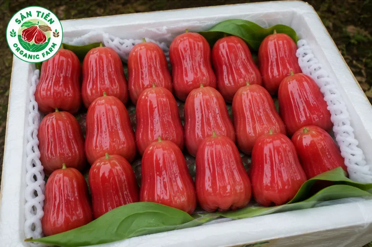 chăm đúng kỹ thuật bón phân mận theo VietGAP