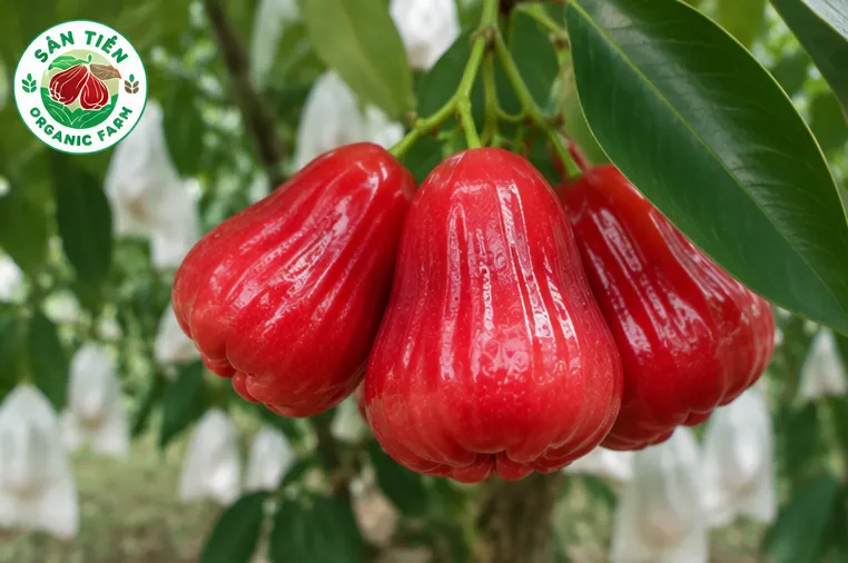 Mận hồng Sân Tiên được biết đến từ vùng Cù Lao Dung