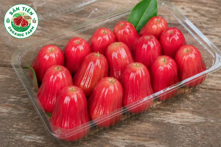Cách trồng mận hồng sân tiên đúng