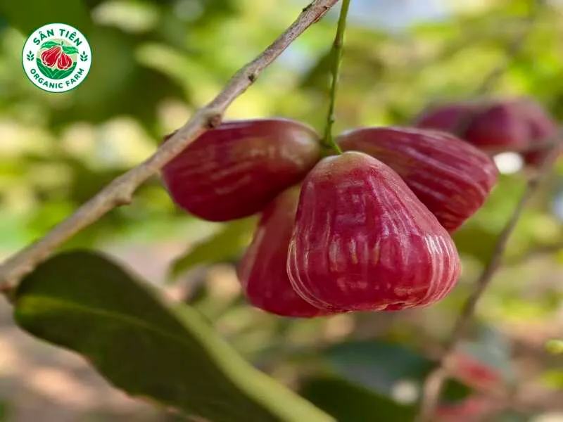Mận VietGAP Cù Lao Dung giòn ngọt, an toàn nhờ quy trình sạch, nổi bật với vị ngọt thanh cân bằng. Mận VietGAP Cù Lao Dung giòn ngọt, an toàn nhờ quy trình sạch, nổi bật với vị ngọt thanh cân bằng.