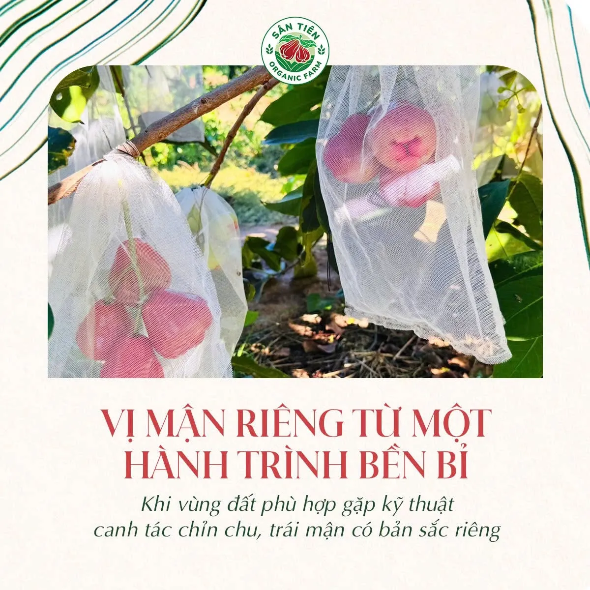 Quy trình VietGAP cùng việc bao trái cẩn thận giúp Mận Hồng Sân Tiên phát triển đồng đều và giữ màu tự nhiên