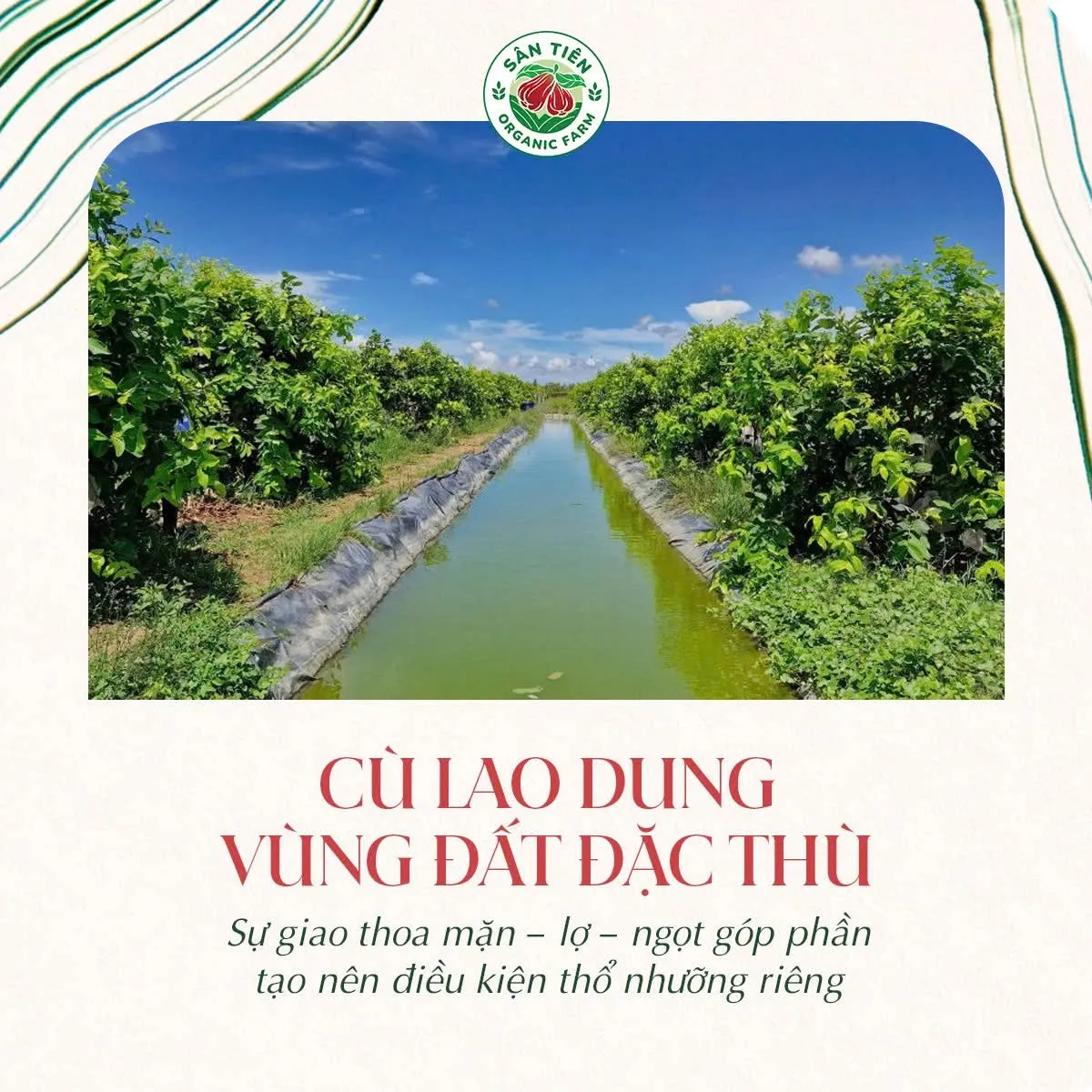 Mận Hồng Sân Tiên được nuôi dưỡng trên đất phù sa Cù Lao Dung, tạo nên trái lớn, đỏ đẹp và giòn ngọt