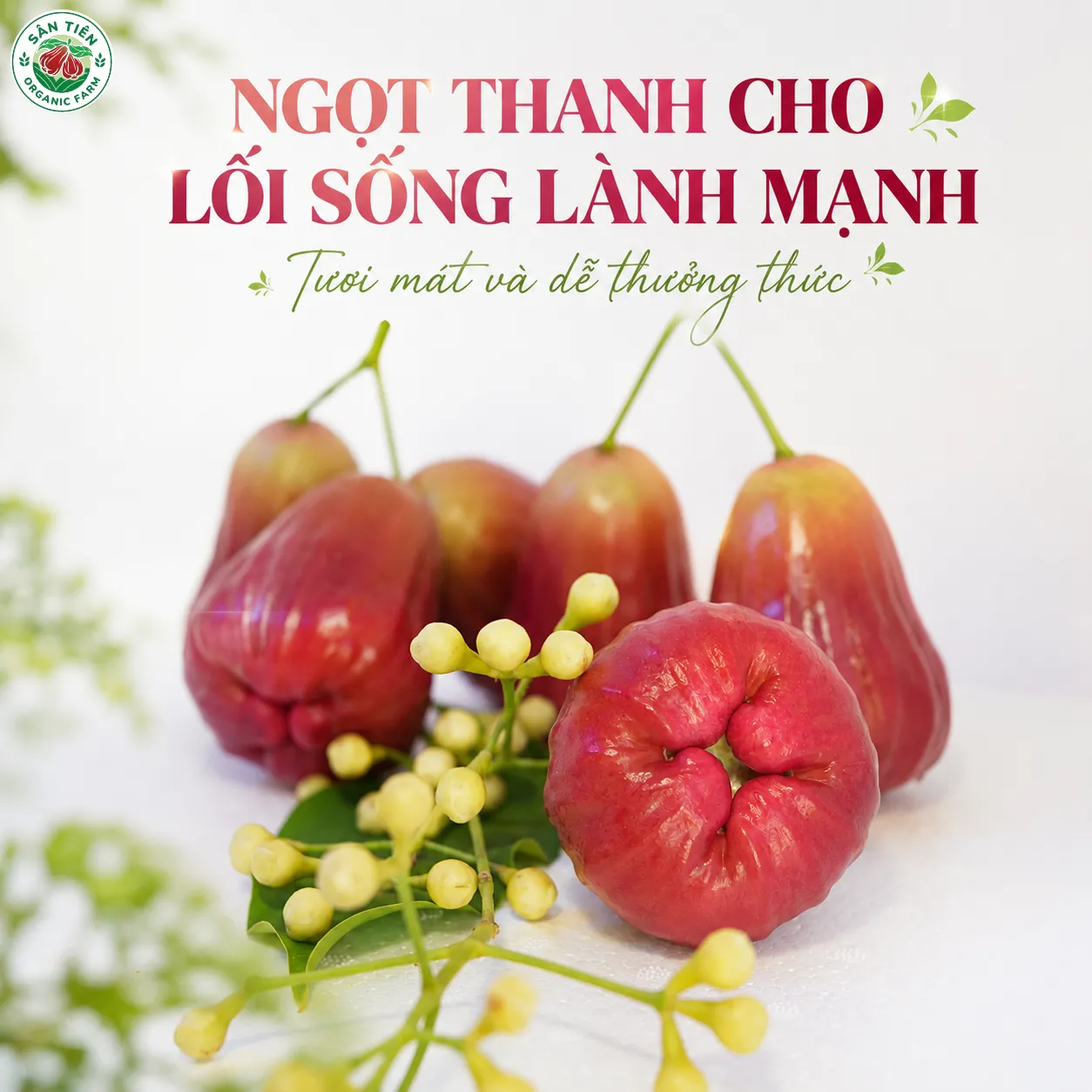Nhờ thịt quả mọng nước và vị ngọt vừa phải, mận hồng Sân Tiên phù hợp thưởng thức hàng ngày