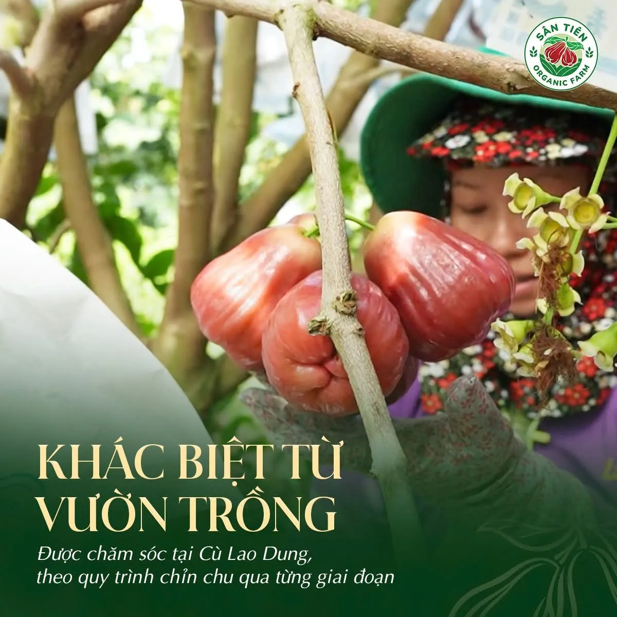 Quy trình VietGAP cùng việc kiểm soát đất, nước và bao trái góp phần bảo đảm chất lượng mận an toàn