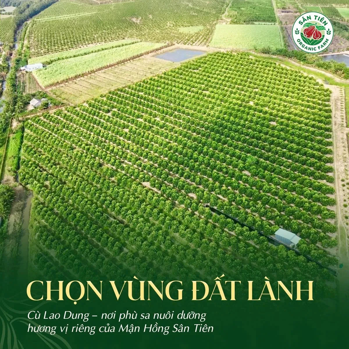 Phù sa Cù Lao Dung cùng quy trình chăm sóc kỹ lưỡng tạo nên trái mận giòn chắc, ngọt thanh, mọng nước