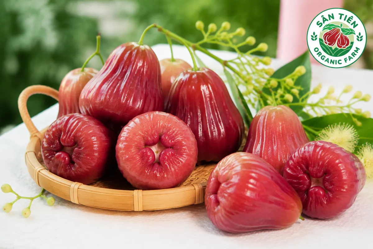 Mận hồng Sân Tiên nổi bật là đặc sản cao cấp nhờ quy trình VietGAP, hữu cơ và truy xuất nguồn gốc.