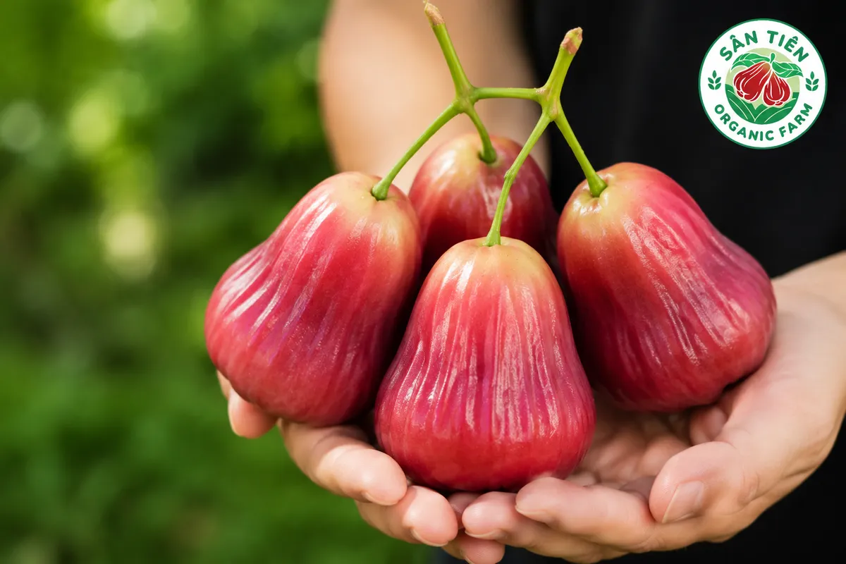 Mận hồng Sân Tiên khẳng định giá trị nhờ nguồn gốc rõ ràng, quy trình nghiêm túc và chất lượng giòn ngọt.