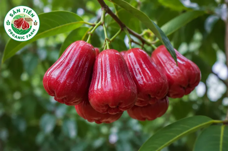 kỹ thuật trồng mận sân tiên