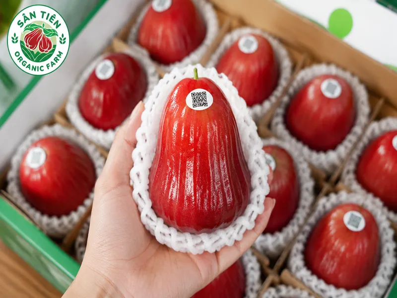 Mận ít nước giúp giữ độ giòn ngọt, tạo cảm giác no, là bữa phụ lý tưởng phù hợp cho người ăn kiêng.