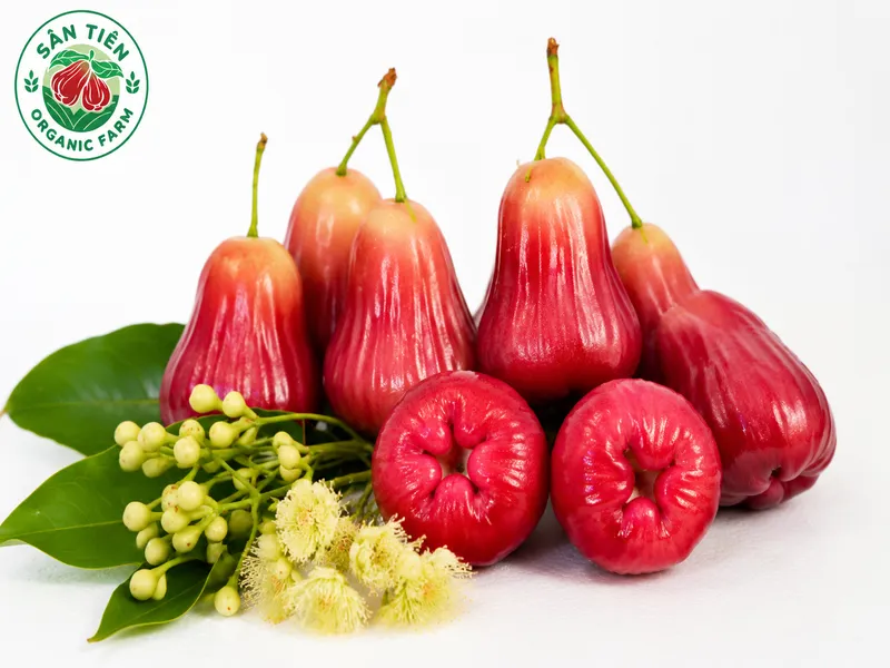 Mận hồng Sân Tiên có vị ngọt thanh dịu, hậu vị dễ chịu và giòn ngon, cân bằng đặc trưng.