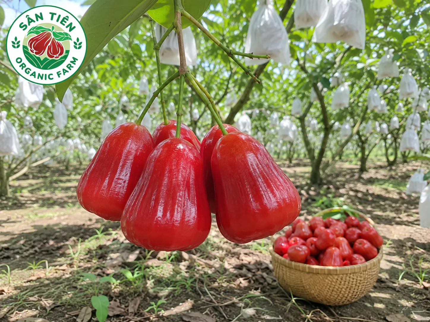 Ưu tiên kênh có thông tin canh tác rõ ràng, ảnh thật theo từng lô và tem VietGAP hữu cơ truy xuất QR để kiểm tra nhanh nguồn gốc