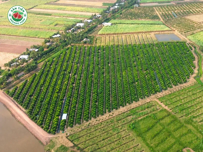 Thổ nhưỡng phù sa Cù Lao Dung đã nuôi dưỡng những trái mận đặc sản ngọt lành và minh bạch nguồn gốc.
