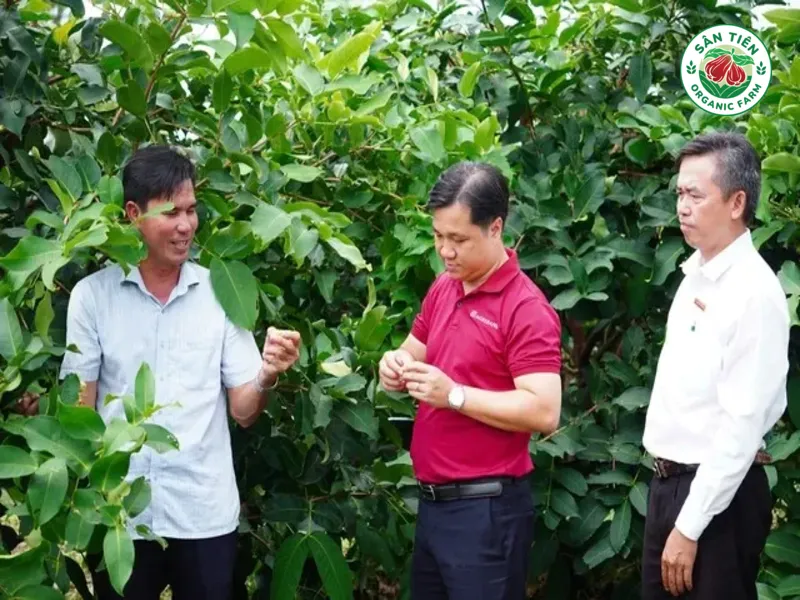 Vườn mận hồng Sân Tiên rộng 40 ha của ông Phục 