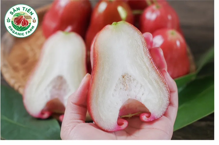 Chọn mận hồng làm quà biếu
