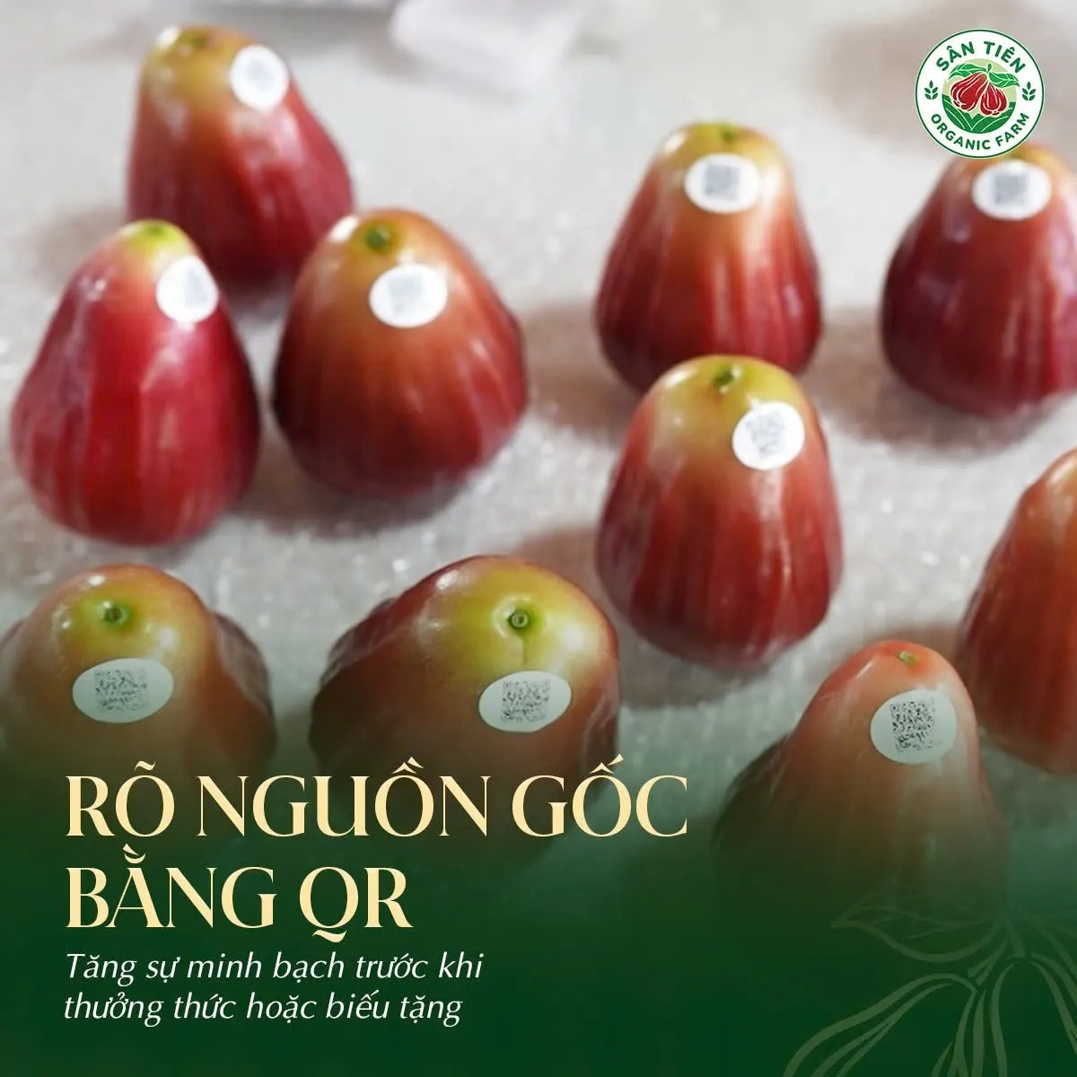 Sự minh bạch trong truy xuất là cách Mận Hồng Sân Tiên bảo vệ niềm tin của khách hàng