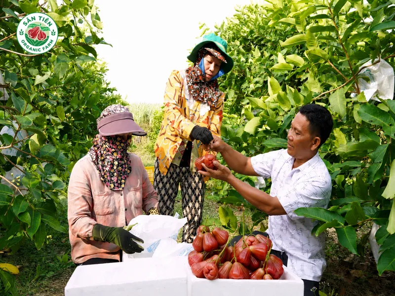 Phân loại mận hồng Sân Tiên theo chất lượng giúp người mua dễ dàng chọn đúng nhu cầu sử dụng. Phân loại mận hồng Sân Tiên theo chất lượng giúp người mua dễ dàng chọn đúng nhu cầu sử dụng.