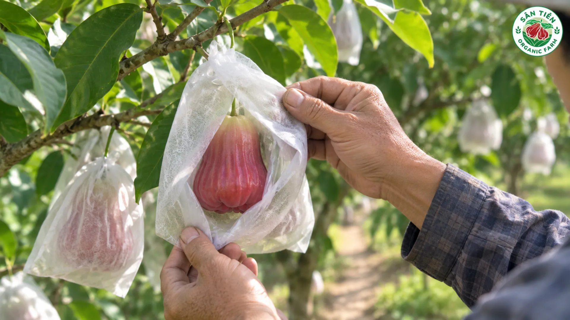 Mận hồng Sân Tiên miền Tây uy tín nhờ canh tác bao trái 2 lớp, truy xuất QR và đạt chuẩn OCOP 3 sao.