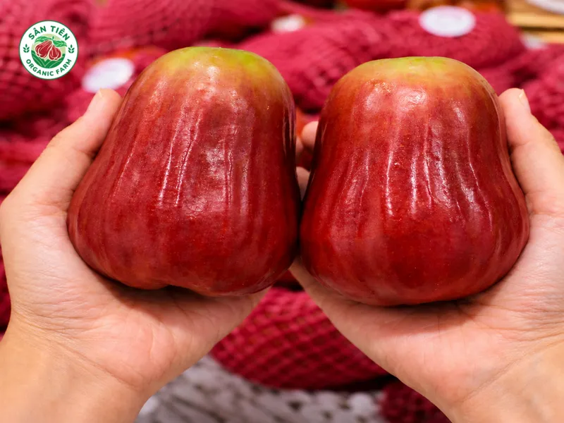 Mận hồng Sân Tiên khác size khác cả bao bì, vị ngon và mục đích dùng; hiểu rõ giúp dễ lựa chọn.