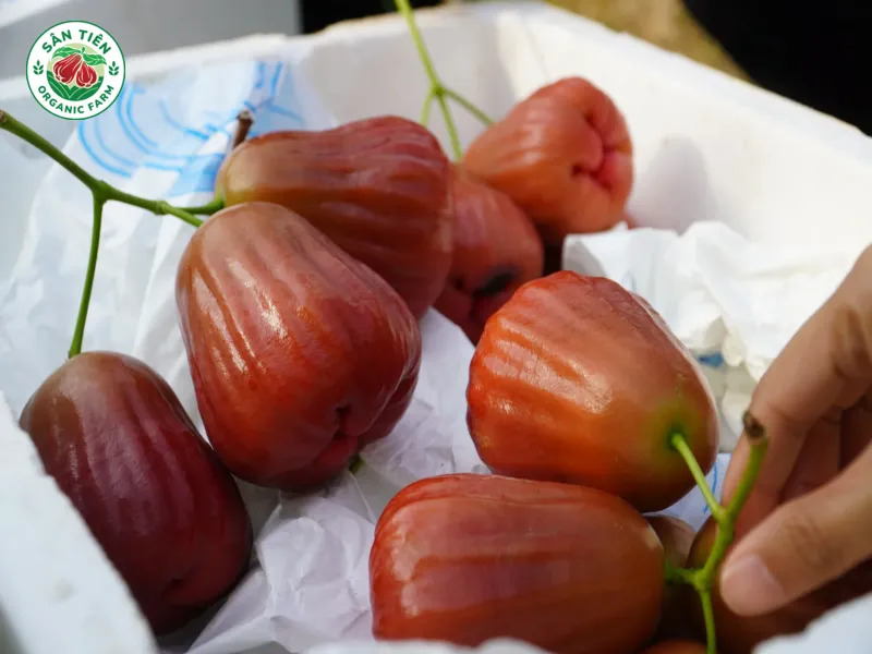 Mận Sân Tiên chỉ chua nhẹ lúc đầu, sau đó chuyển sang ngọt thanh, mọng nước và giòn mát, không chua gắt.