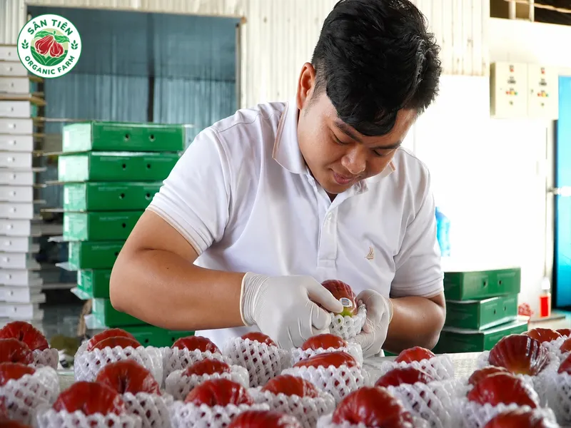 Mận Sân Tiên VietGAP từ mô hình du lịch vườn hữu cơ Cù Lao Dung khẳng định giá trị nhờ làm nông tử tế.