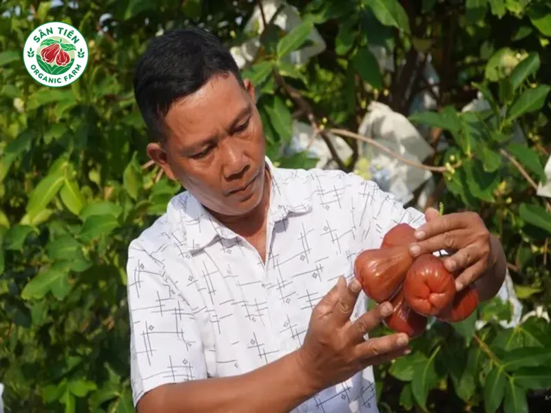 Trái chín đều vỏ, ruột mọng nước, giòn ngọt thanh nhẹ phản ánh chất lượng chăm sóc kỹ lưỡng của nông nghiệp tử tế.