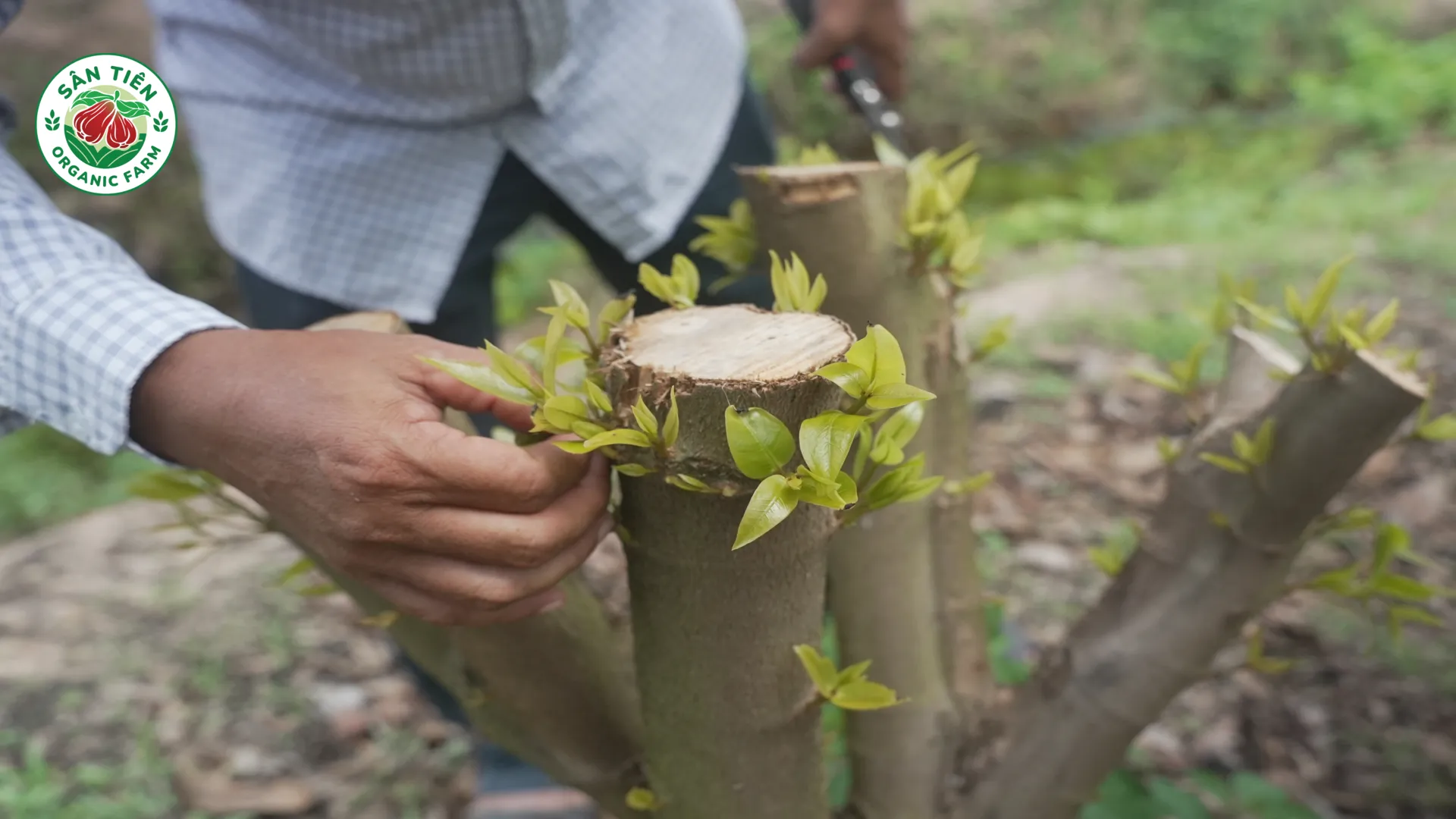 Sau mỗi mùa mận người nông dân sẽ gọt cành, tỉa bớt lá và nhổ cỏ để chuẩn bị cho mùa vụ mới Sau mỗi mùa mận người nông dân sẽ gọt cành, tỉa bớt lá và nhổ cỏ để chuẩn bị cho mùa vụ mới