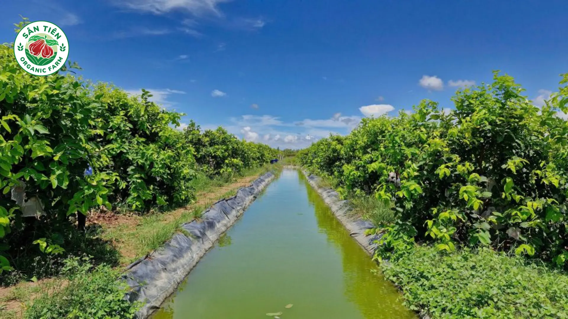 Thổ nhưỡng của Cù Lao Dung là một phần đặc biệt trong hương vị của mận hồng Sân Tiên Thổ nhưỡng của Cù Lao Dung là một phần đặc biệt trong hương vị của mận hồng Sân Tiên