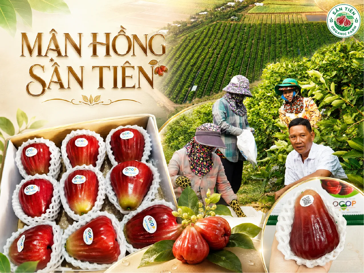 Mận Hồng Sân Tiên phù hợp để ăn tươi, sum họp gia đình và làm quà biếu trong nhiều dịp