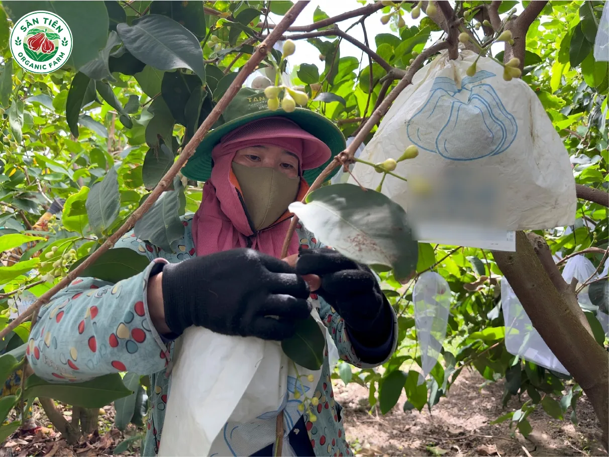 Quy trình chăm sóc kỹ lưỡng và chế phẩm sinh học giúp vườn mận phát triển tự nhiên, ổn định hơn