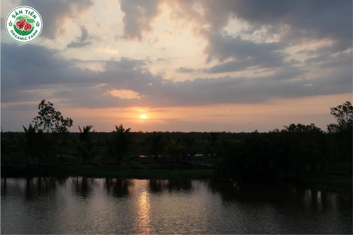 Mận Hồng Sân Tiên khởi nguồn từ Cù Lao Dung, nơi phù sa tạo nên chất lượng trái đặc trưng