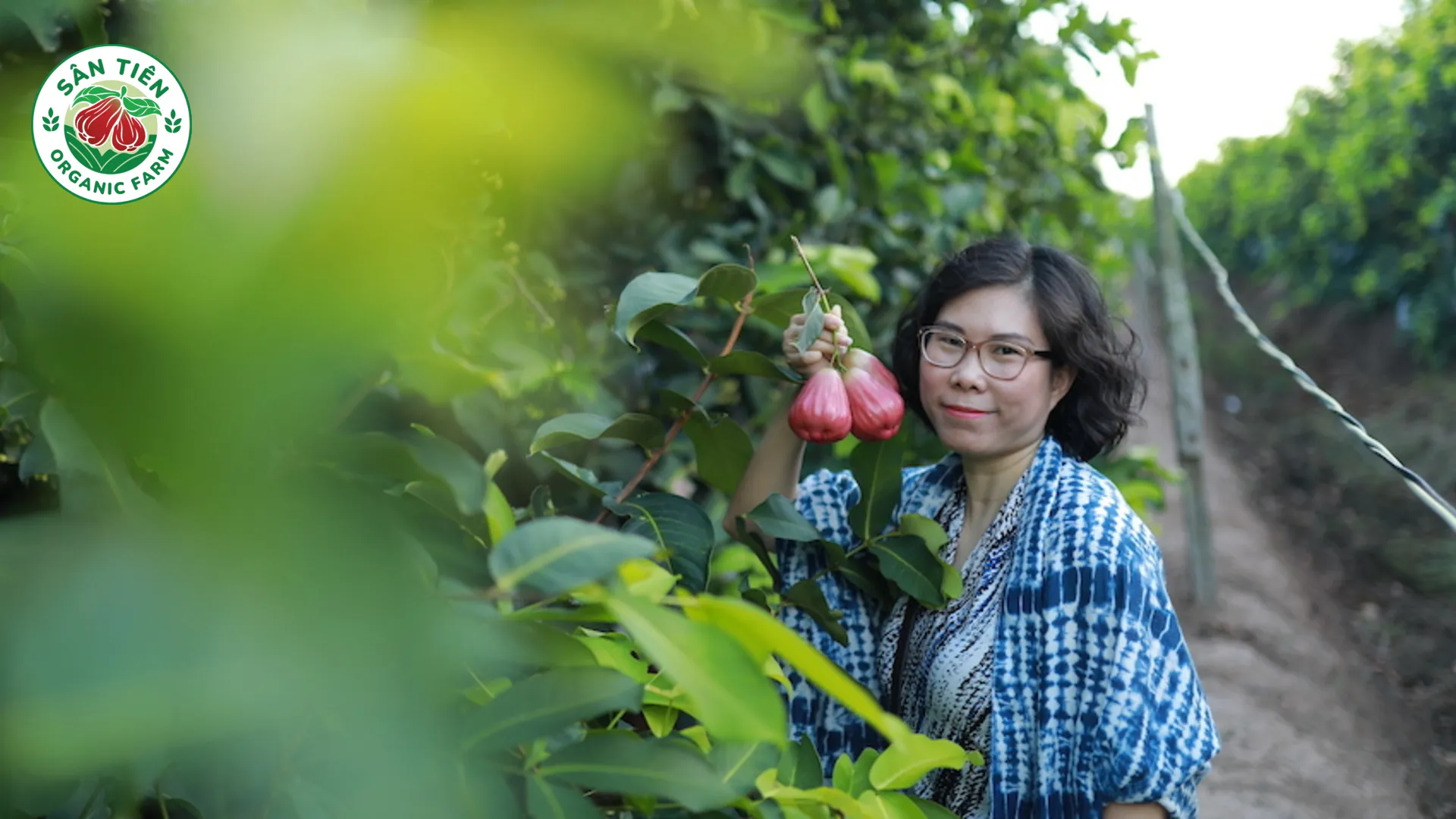 Mận hồng Sân Tiên khác mận thường về độ chắc thịt, hậu vị và tem truy xuất nguồn gốc.