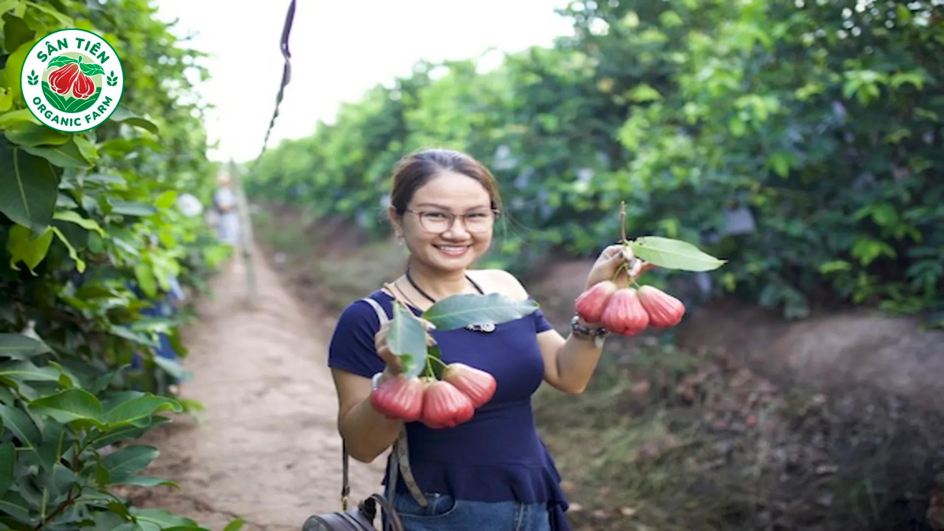 Muốn mua mận chuẩn, nên chọn trái rõ nguồn gốc, mùa vụ, chuẩn canh tác và phù hợp nhu cầu sử dụng.