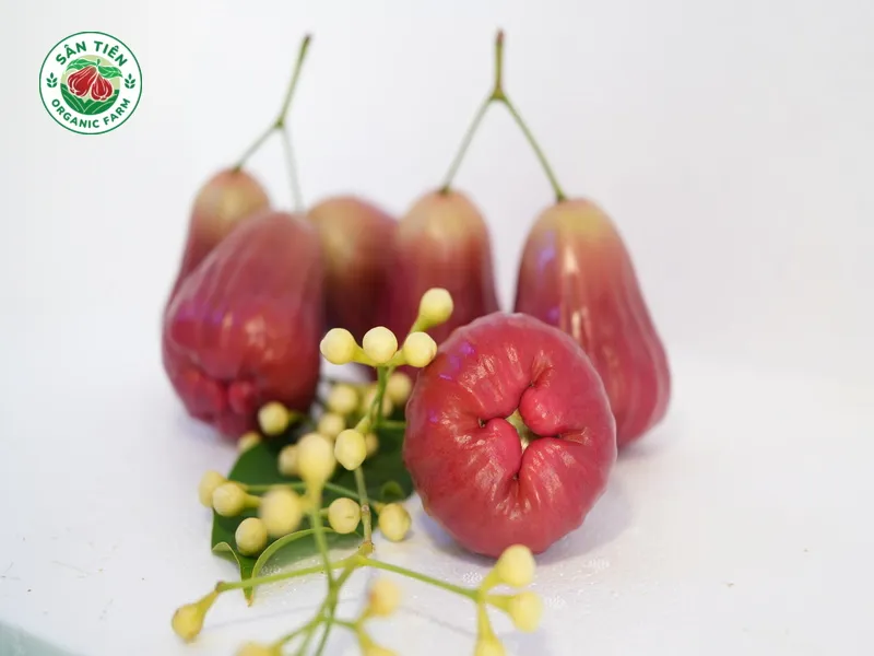 Mận hồng Sân Tiên mua ăn tươi nên chọn quả căng tươi, mua biếu tặng cần đóng gói chỉn chu, có QR Code.