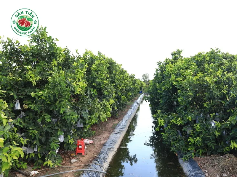 Mận hồng Sân Tiên từ Cù Lao Dung có màu đẹp, trái đều và vị ngọt rõ nhờ thổ nhưỡng phù sa.