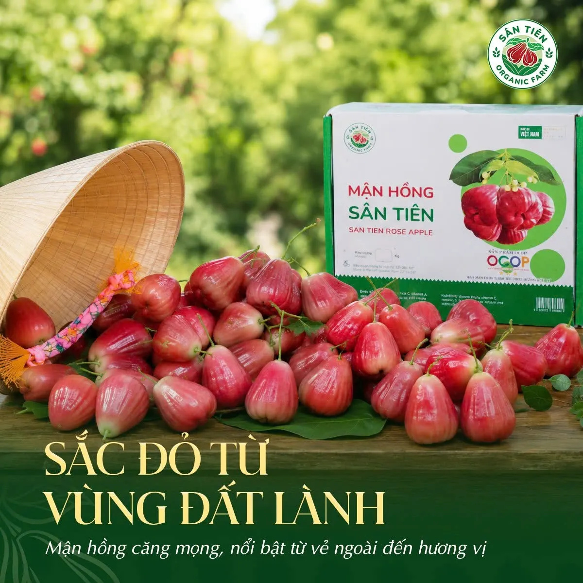 Mận Hồng Sân Tiên kết tinh từ đất bãi bồi sông Hậu, sở hữu hình dáng đẹp và chất lượng nổi bật Mận Hồng Sân Tiên kết tinh từ đất bãi bồi sông Hậu, sở hữu hình dáng đẹp và chất lượng nổi bật
