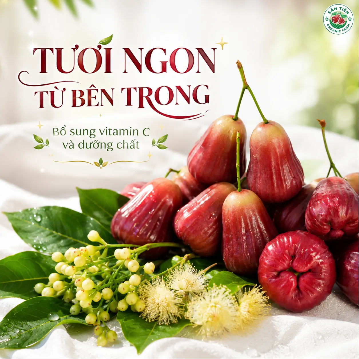 Mận Hồng Sân Tiên cung cấp vitamin C, hỗ trợ sức đề kháng và phù hợp cho bữa ăn nhẹ hằng ngày Mận Hồng Sân Tiên cung cấp vitamin C, hỗ trợ sức đề kháng và phù hợp cho bữa ăn nhẹ hằng ngày