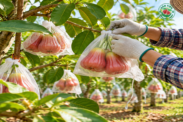 Thu hoạch mận hồng Sân Tiên đỏ mọng tại vùng trồng xanh sạch Thu hoạch mận hồng Sân Tiên đỏ mọng tại vùng trồng xanh sạch