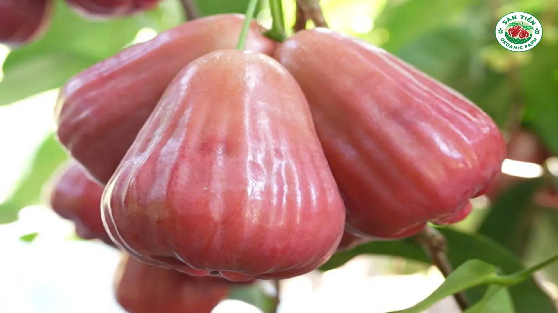Mận hồng Sân Tiên chín trên cành, mang sắc hồng đặc trưng của trái cây miền Tây đúng mùa. Mận hồng Sân Tiên chín trên cành, mang sắc hồng đặc trưng của trái cây miền Tây đúng mùa.