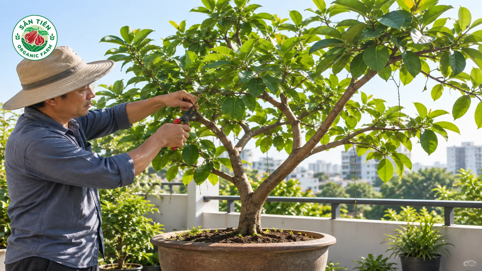 Cắt tỉa hợp lý giúp tán cây thông thoáng, nhận ánh nắng đồng đều và phù hợp với không gian sân thượng.