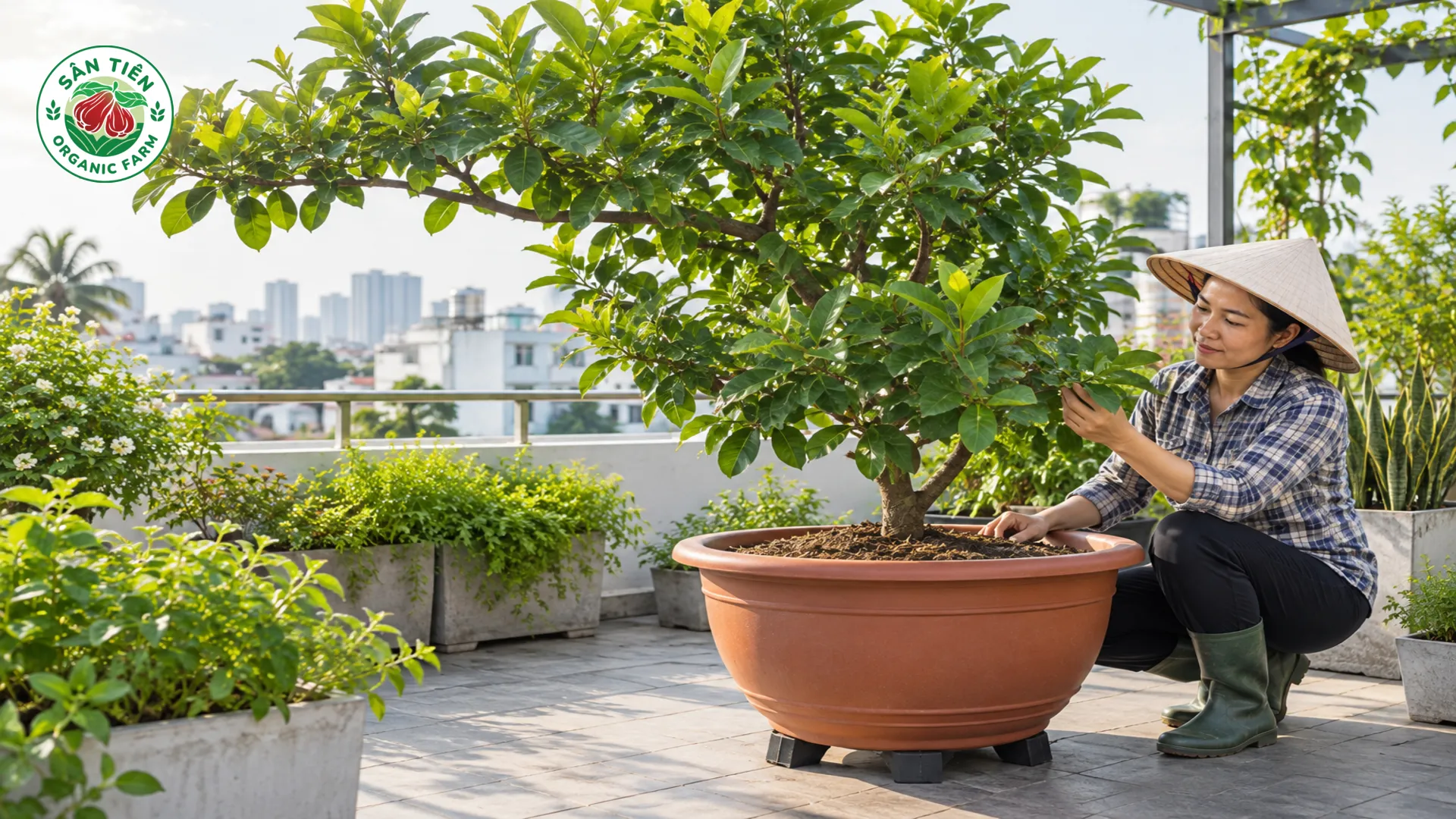 Kiểm tra bộ rễ và thay chậu đúng thời điểm giúp cây tránh bó rễ, chậm phát triển.