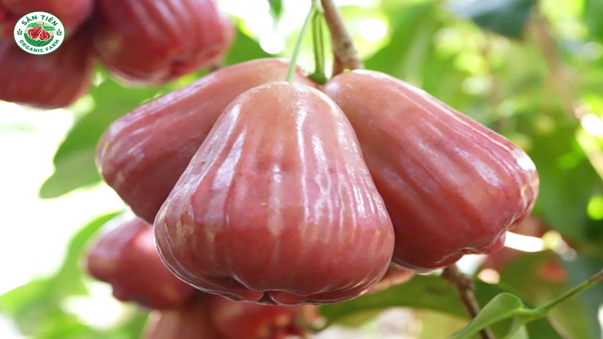 Mận Hồng Sân Tiên đậu trái trên cành; thời gian cho quả phụ thuộc nguồn giống, tuổi cây và điều kiện chăm sóc thực tế. Mận Hồng Sân Tiên đậu trái trên cành; thời gian cho quả phụ thuộc nguồn giống, tuổi cây và điều kiện chăm sóc thực tế.