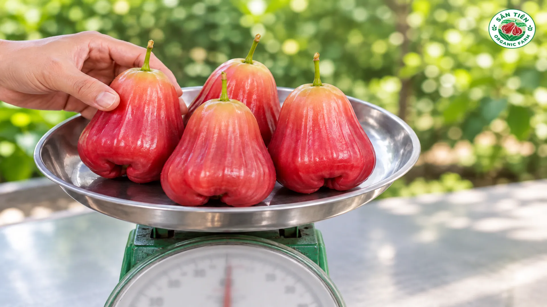 Mận hồng Sân Tiên size lớn quy cách khoảng 4 trái/kg cần được cân và phân loại rõ ràng. Mận hồng Sân Tiên size lớn quy cách khoảng 4 trái/kg cần được cân và phân loại rõ ràng.