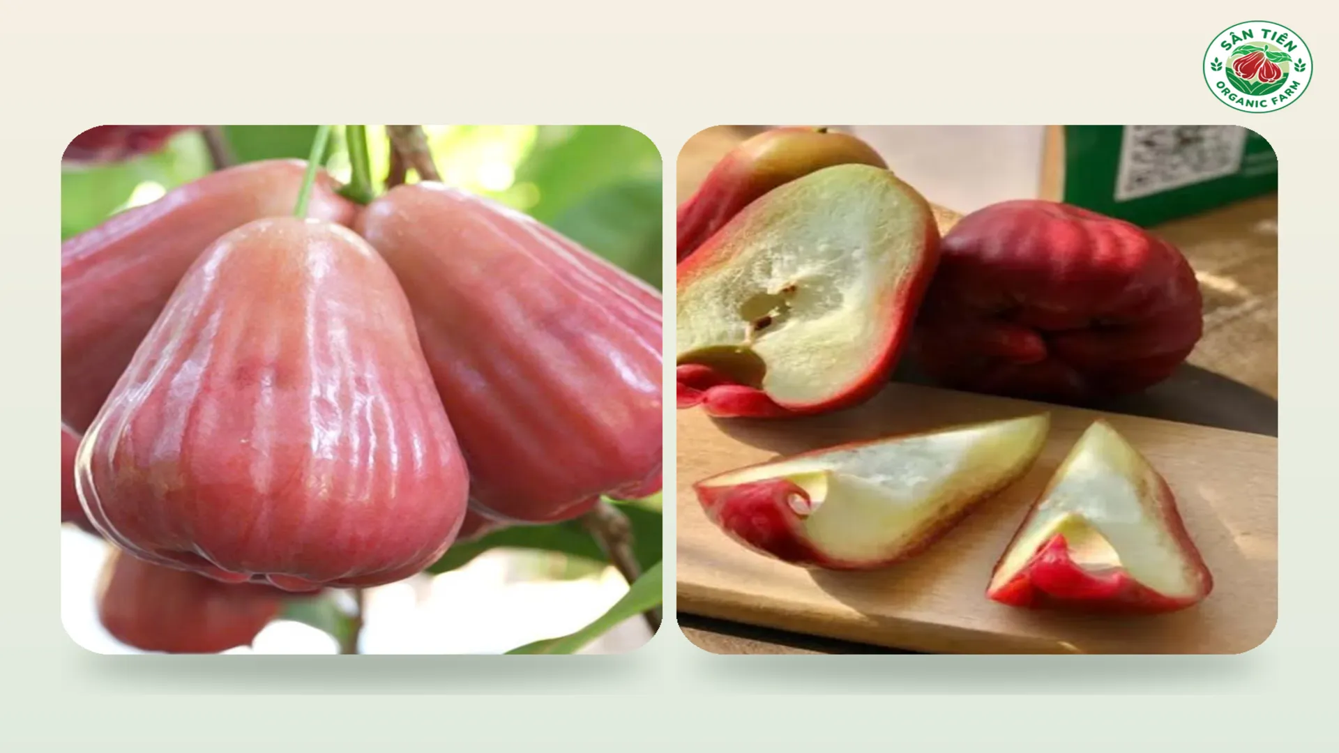Màu vỏ, hình dáng và phần ruột là những đặc điểm cần quan sát khi phân biệt các giống mận.
