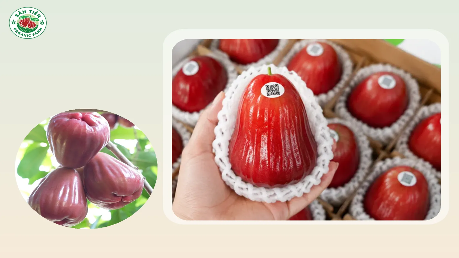 Kiểm tra kích thước thực tế, độ đồng đều và quy cách đóng gói trước khi đặt mua mận online.