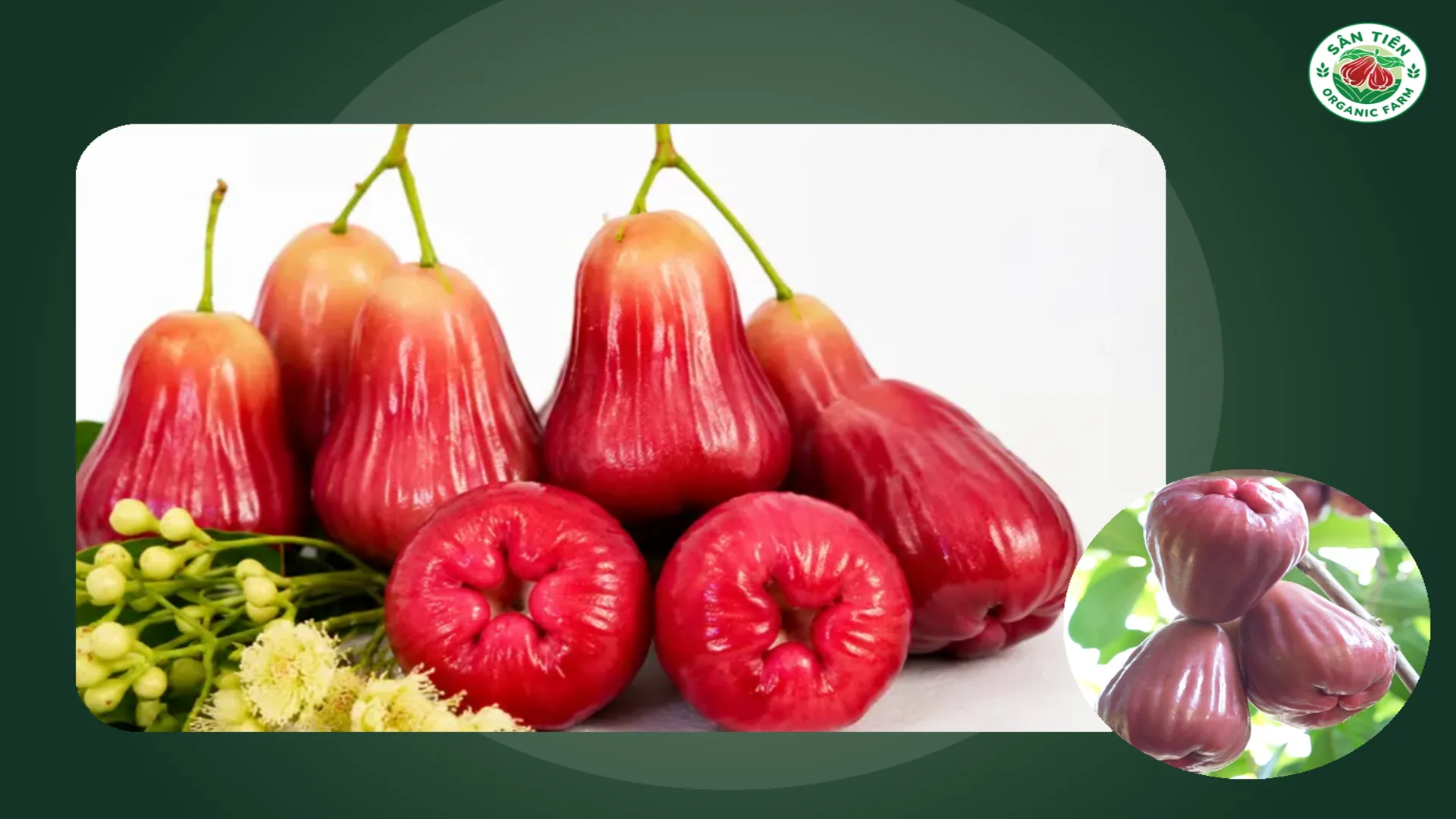 Form quả và cấu tạo phần đáy giúp người mua nhận diện mận hồng Sân Tiên chính xác hơn.