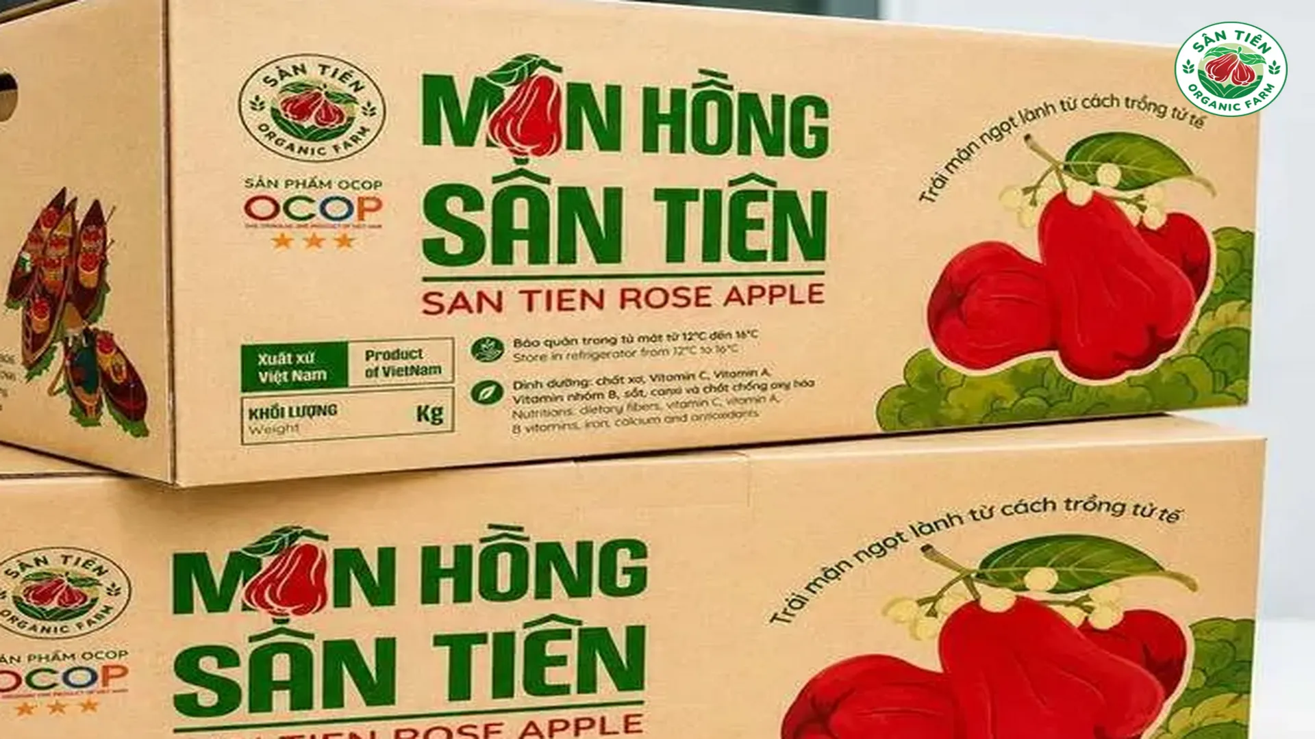 Hộp quà Mận Hồng Sân Tiên chỉn chu, phù hợp biếu tặng người thân, khách hàng và đối tác.