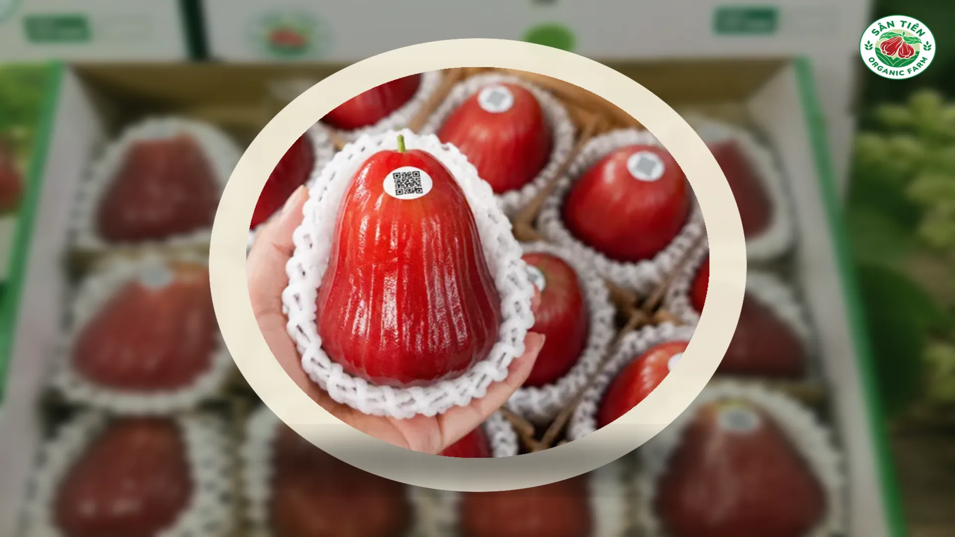 Kiểm tra mã QR giúp đối chiếu vùng trồng, lô hàng và thông tin đóng gói của mận Sân Tiên.